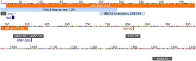 Lymphopenia With Clinical and Laboratory Features of Combined Immune Deficiency in an 11-Year-Old Female With FANCD2 Variants and Fanconi Anemia